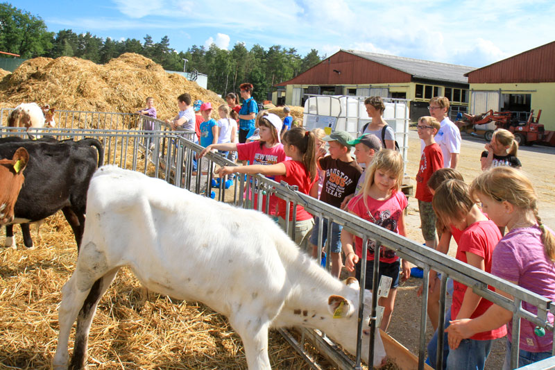 Kuh Fühlung